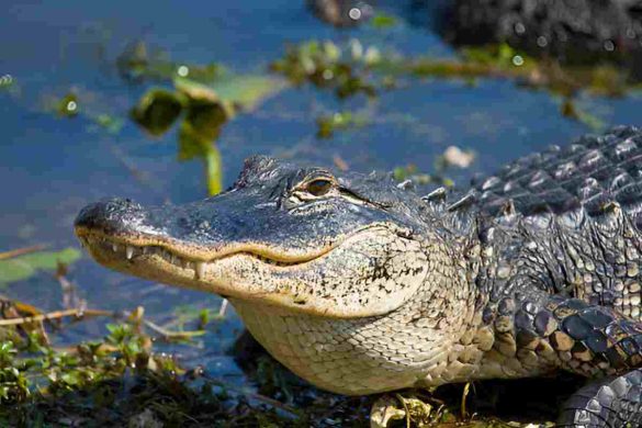 Wally Gator Emotional Support Alligator